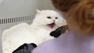 I Groomed the Angriest Rescued Persian Cat He Hated Every Second