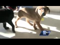 New puppies available for adoption at the Wisconsin Humane Society