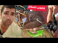 Download Lagu ثعلب قتل جميع الحيوانات في مزرعة