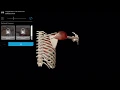 Muscle Premium Horizontal Shoulder Adduction