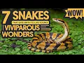 Download Lagu 7 Snakes That Give Birth to Live Young! | Viviparous Wonders#Snakes#wildlife #SnakeFacts #anaconda MP3