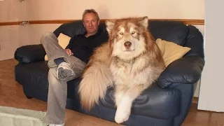 12 animals you won t believe actually exist 