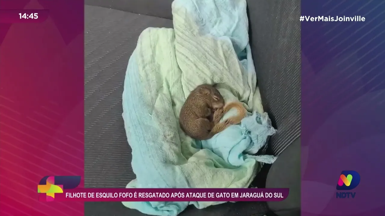 Filhote de esquilo fofo é resgatado após ataque de gato em Jaraguá do Sul