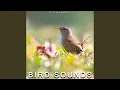 Download Lagu Burung di Pemakaman