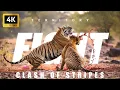 4K Tiger Territory Fight Tadoba Tiger Reserve TATR Rarest Footage