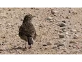 Download Lagu Australasian Pipit Takes a Dust Bath (Formerly known as Richard's Pipit.)