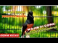 Download Lagu Kretekan pedas murai batu untuk pancingan murai batu yang malas bunyi