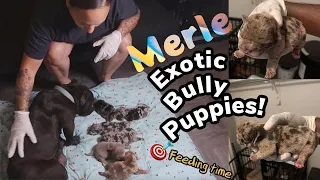 8 Day Update On Our New Merle Exotic Bully Puppies 80k Litter