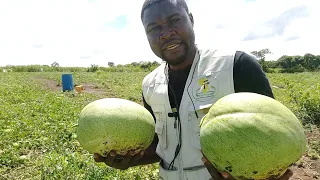 Heureuse récolte de nos pastèques (AGRIDARIO Cameroun)