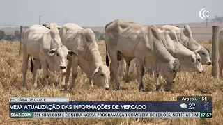 pre o do boi gordo dispara frente vaca e amplia margem em s o paulo