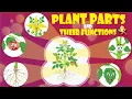 Parts of a Plant and Their Functions for Kids Root Stem Leaf Flower Fruit