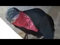 Arrest made as San Antonio police seek public help identifying serial burglar in Stone Oak area