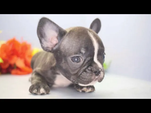 動画