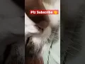 Cat Chin Acne Removal