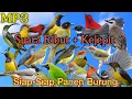 Download Lagu MP3 Suara Pikat Burung Kejepit Kombinasi Burung Kecil 💯%  Bakal Ampuhh 