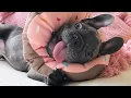 French Bulldogs Are the Funniest Dogs Around Funny Animal s 2025