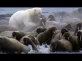 Download Polar Bear vs Walrus colony | BBC Planet Earth | BBC Studios mp4 3gp mp3 videos - waplic