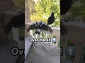 Cara melatih Burung Magpie Liar | Tonton ini untuk melihat caranya!