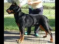 Rotterman The PERFECT CROSS between Rottweiler and Doberman Characteristics and Care