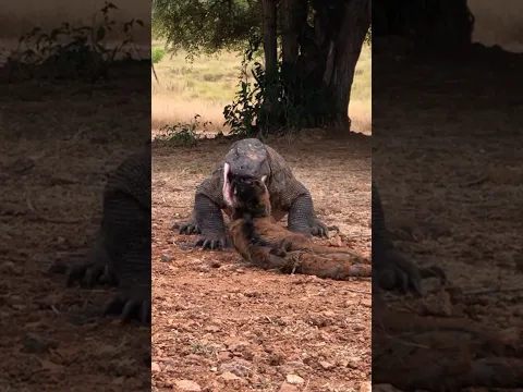 Target Terkunci: Komodo vs Kambing