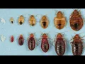 Lagu The Life Cycle of a Bed Bug
