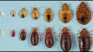 Bed Bug Life Cycle National Pest Management Association