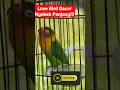 Lagu Love Bird Dakocan Gacor Ngekek Panjang ‼️ - Kicau Mania Shorts