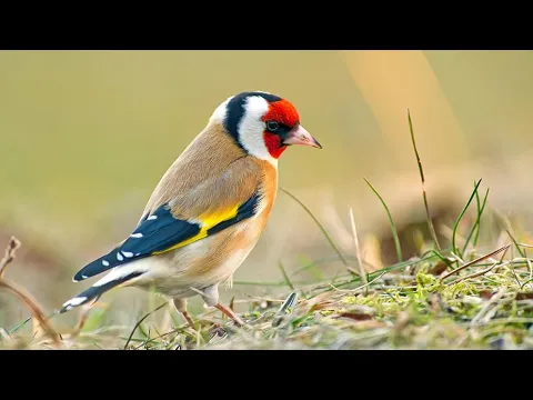 Download MP3 Der Stieglitz mit seinem Gesang #vogelgesang #birds #vogel