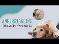 Download Lagu Understanding Enlarged Lymph Nodes in Pets: Causes, Symptoms, and Care