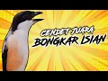 Download Lagu Suara Cendet Gacor Terbaik | Masteran Ampuh Bikin Burung Ngeplong #cendetgacor #burungcendet #cendet