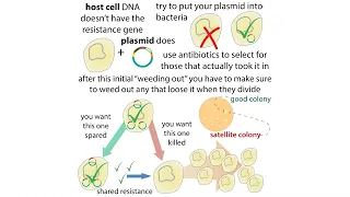 Satellite colonies and - lactamase-based selection