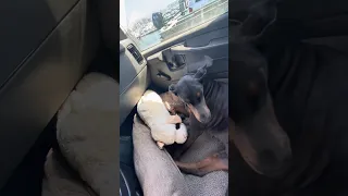 🐾. #Fyp #doberman #pets #YouTube #dream