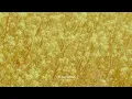 Paige Fish - Skeleton (Official Audio)