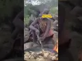 Download Lagu Hadzabe Baboon Hunt – Fire🔥 Cooked \u0026 Tribe Dinner Feast! #wildlife #africa #comedy #funny