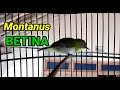 Download Lagu Suara Pleci Monty(Montanus) Betina Manggil Jantan