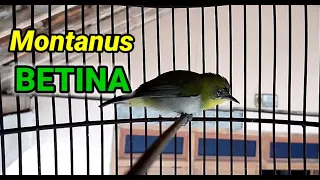 suara pleci monty montanus betina manggil jantan