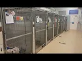 Newsmaker Nashville Pet Project