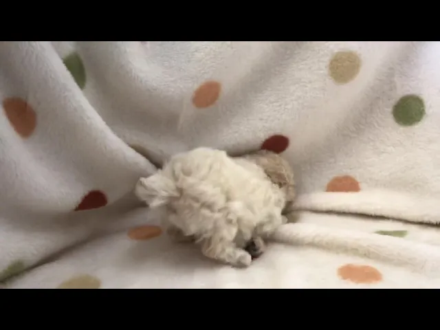 動画