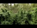 "Police in Helicopter" - John Holt (Tom Laroc video edit)