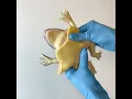 SynFrog Belly Replacement - Quick Start Guide