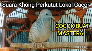 suara khong perkutut lokal gacor cocok buat masteran mantap