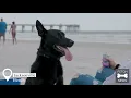 Pet Friendly Places in Jacksonville Florida