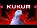 Download Lagu Tekukur Kuk 3 Lokal Gacor Suara Merdu, Masteran 2026