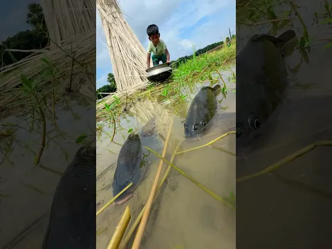 Amazing little boy fishing by hand #fishinglife #handfishing #shorts