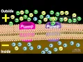 Cardiac Action Potential, Animation.