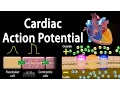 Download Lagu Cardiac Action Potential, Animation.