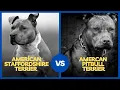American Staffordshire Terrier vs American Pitbull Terrier What s The Difference