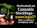 Download Lagu Cannabis cuttings legal?! Legal dispute over cannabis law definitions in court / judicial missteps
