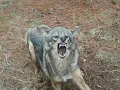 Barking Coyotes