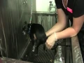 How to express anal glands on small dogs